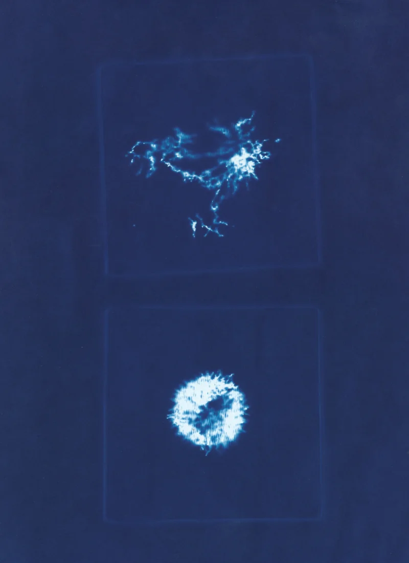 Cyanotype