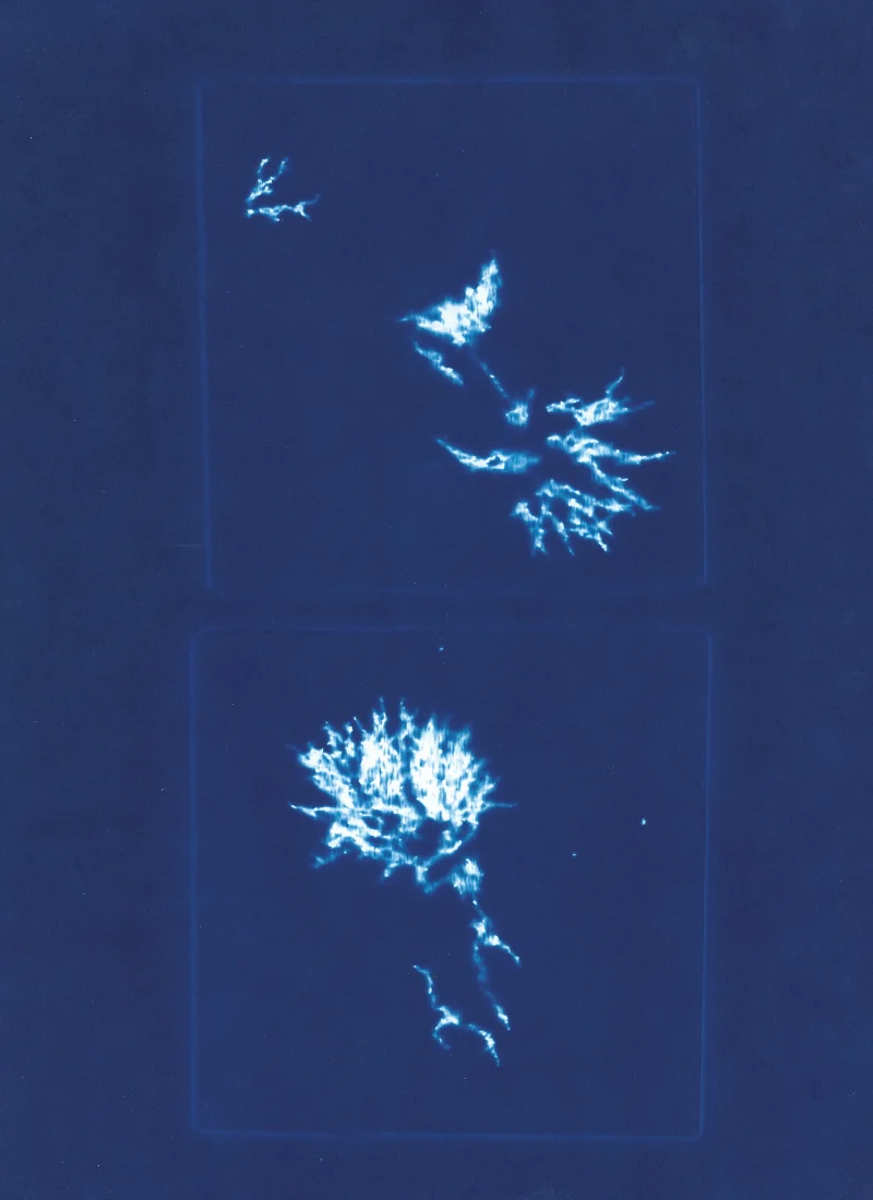 Cyanotype