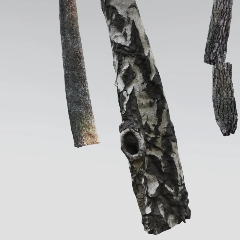 Trees waving in the wind