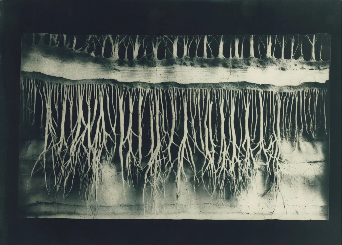 Toned cyanotype of roots.