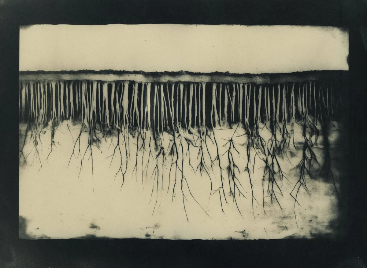 Toned cyanotype of roots.