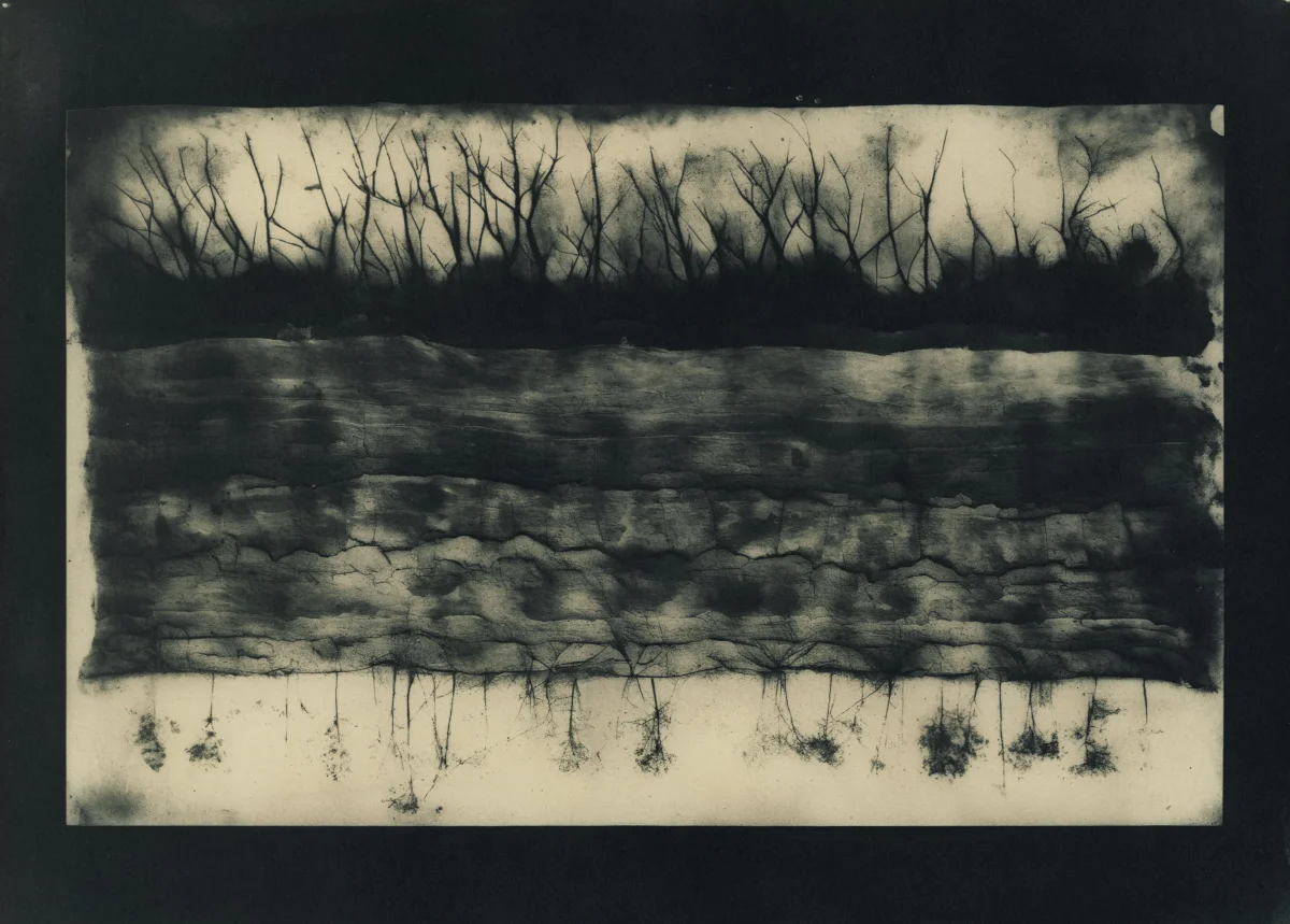 Toned cyanotype of roots.