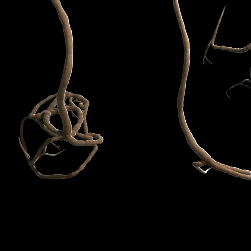 Twisted rendered roots.