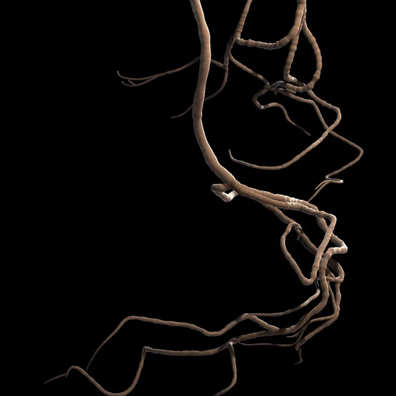 Twisted rendered roots.