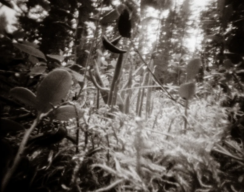 Pinhole photo of landscape.